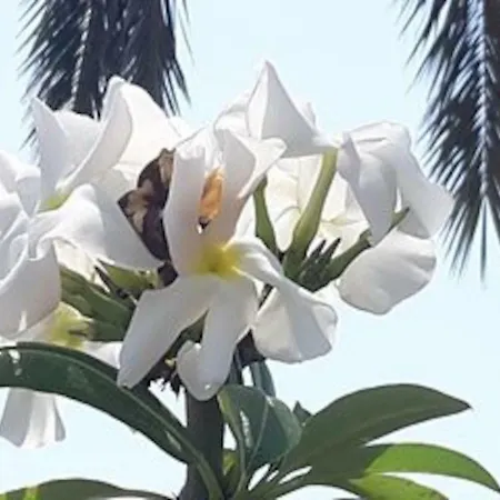 Bonito Vistal Bristol Sunset 아파트 코라레호